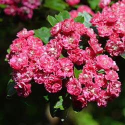 Espino de flores roja 'Paul's Scarlet'